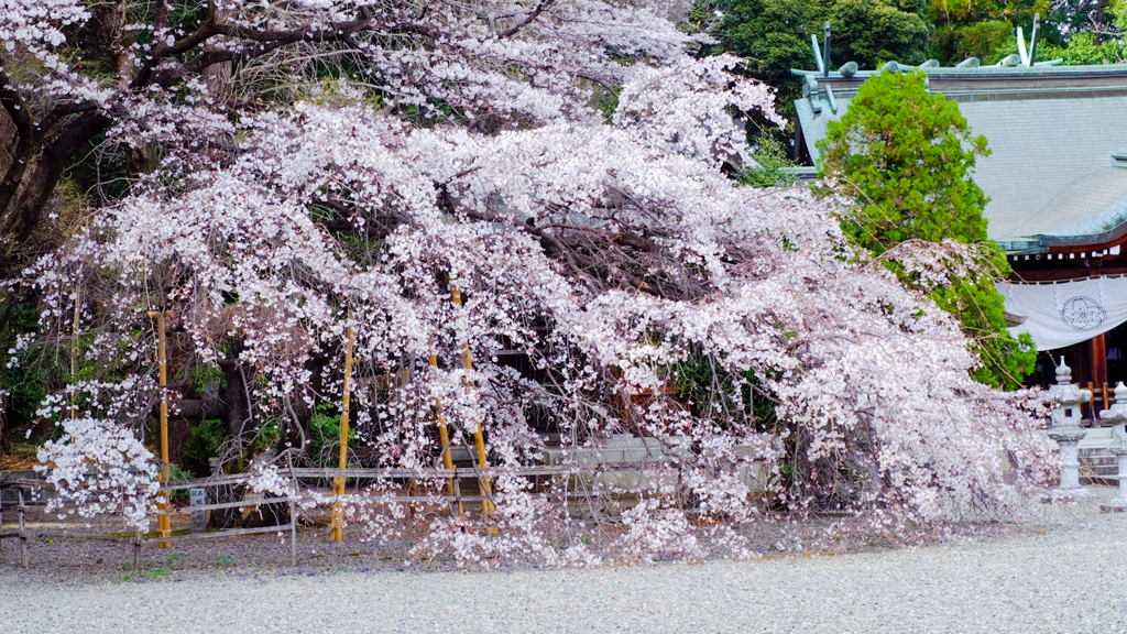 護国神社　桜