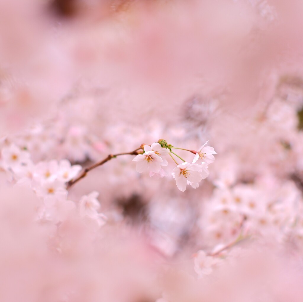 桜・・・2023