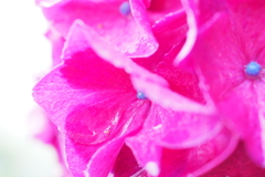 雨紫陽花