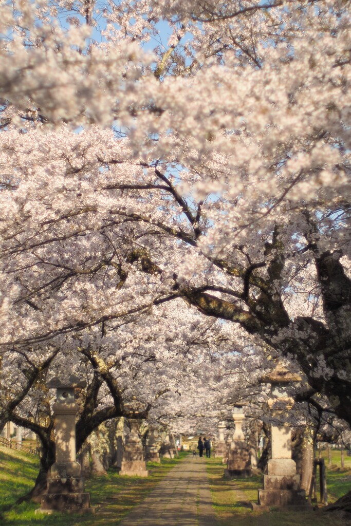 桜2024-8