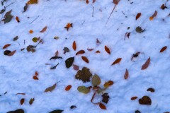 雪落葉