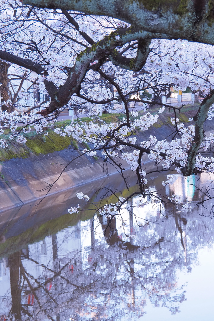 桜2024-1