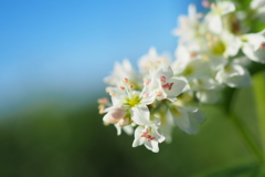 蕎麦の花