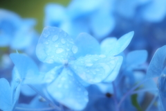紫陽花１