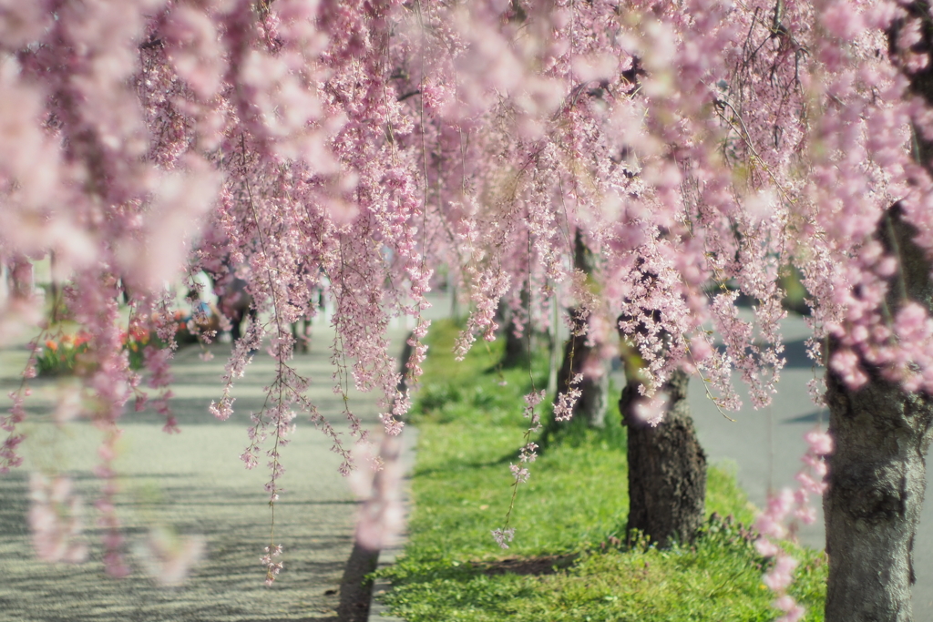 しだれ桜