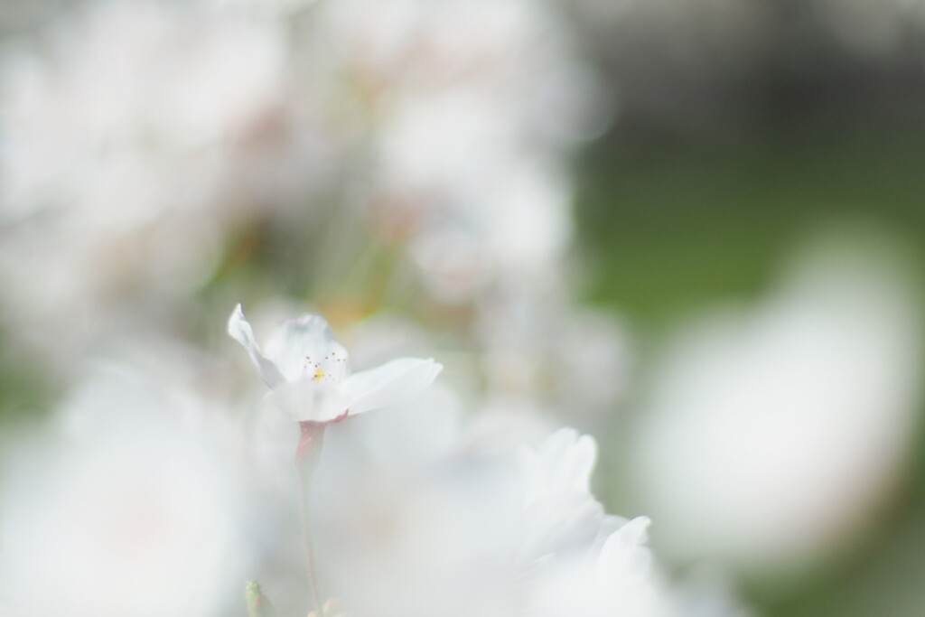 桜：