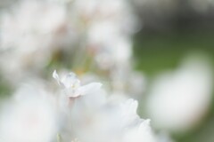 桜：