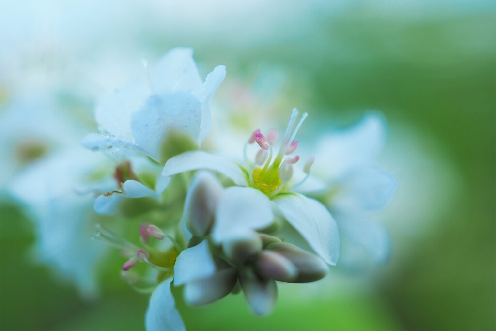 そばの花