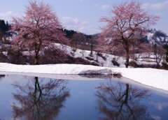 桜・残雪２