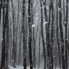 雪降る林２