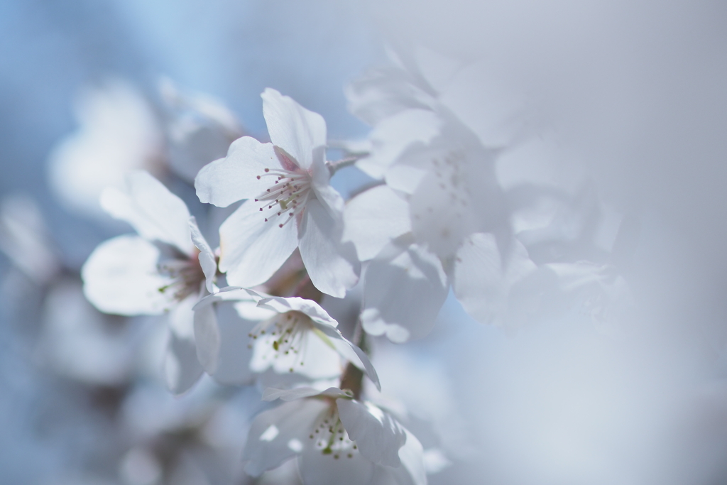 桜2023