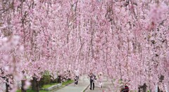 しだれ桜１