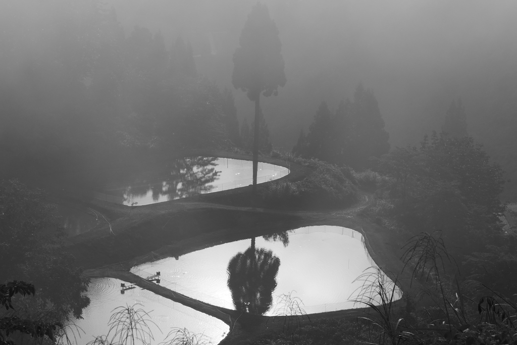 里山の朝