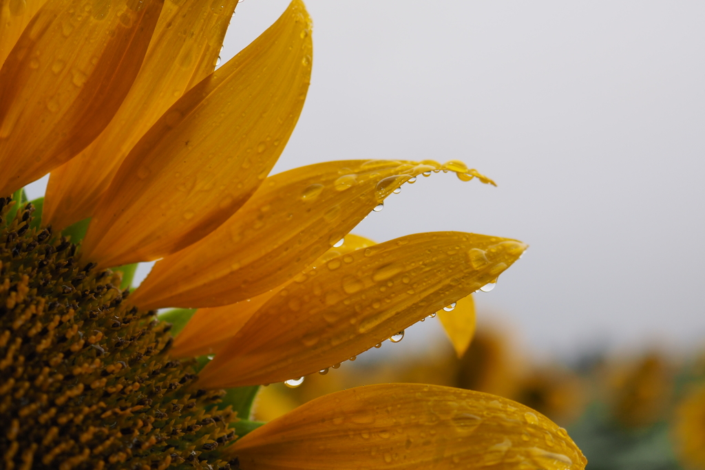 雨露の向日葵
