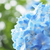 紫陽花