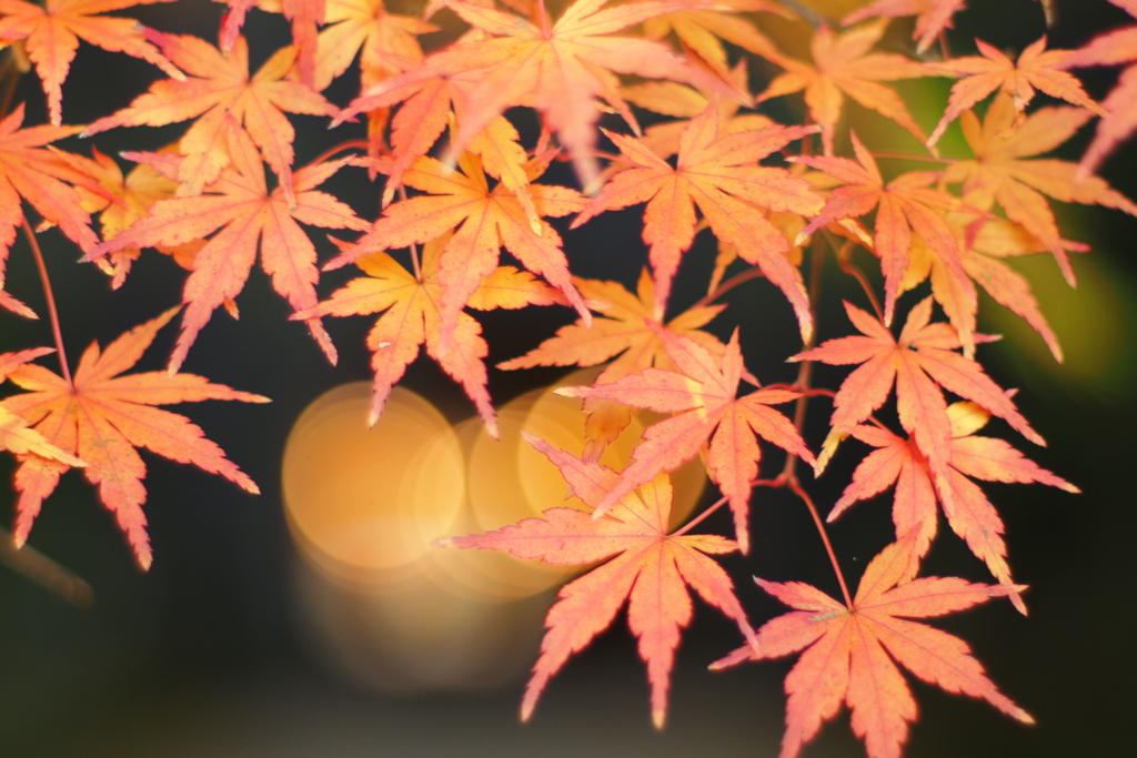もみじ公園１