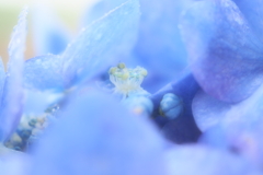紫陽花