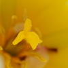 春花
