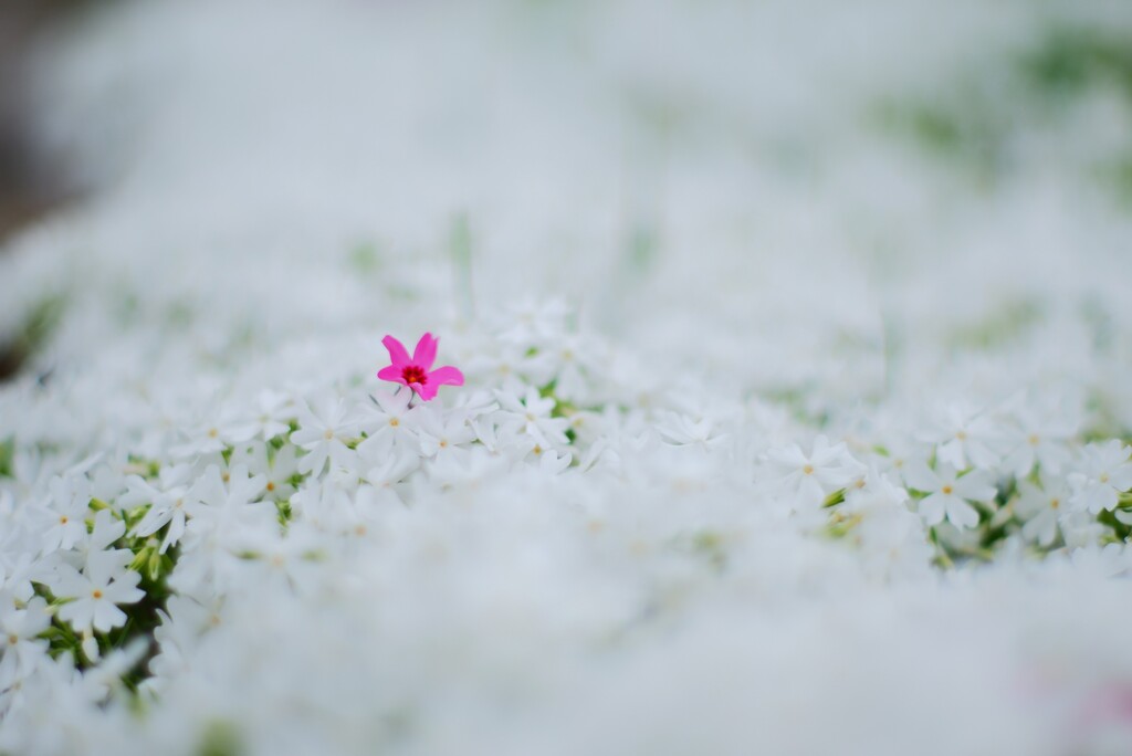 芝桜１