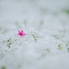 芝桜１