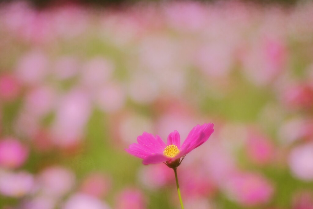 秋桜