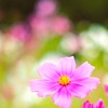 コスモス３