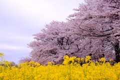 桜・菜の花１