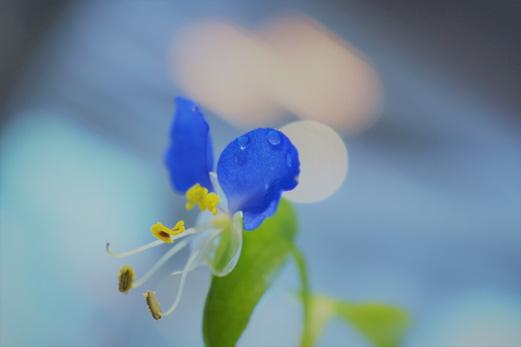 つゆ草