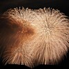 花火