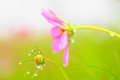 雨上がりの秋桜