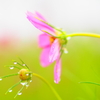 雨上がりの秋桜