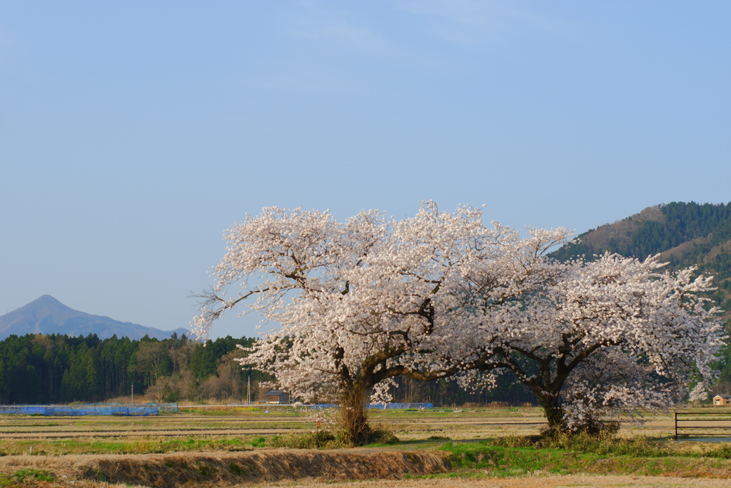 夫婦桜