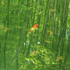 美人林の鯉