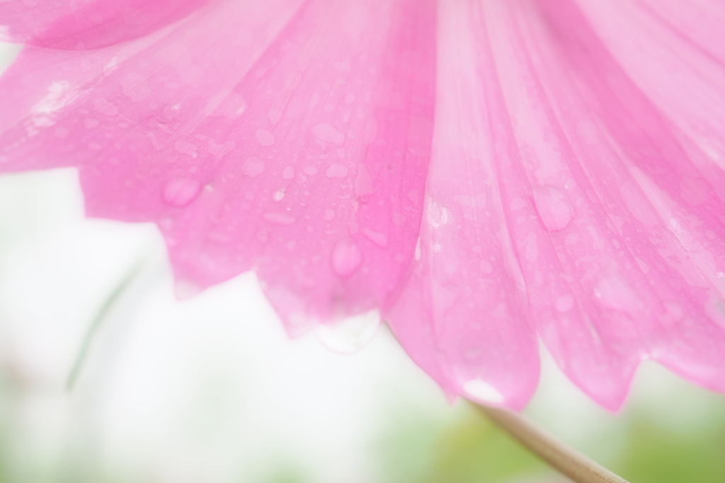 雨露の秋桜