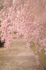しだれ桜２