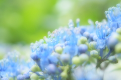 紫陽花