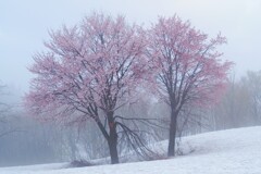 雪上桜