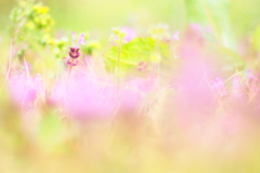 道草
