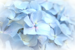 紫陽花２
