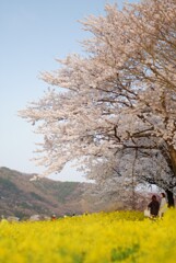 桜・菜の花