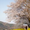 桜・菜の花