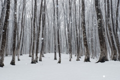 雪降る林１