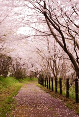 桜道