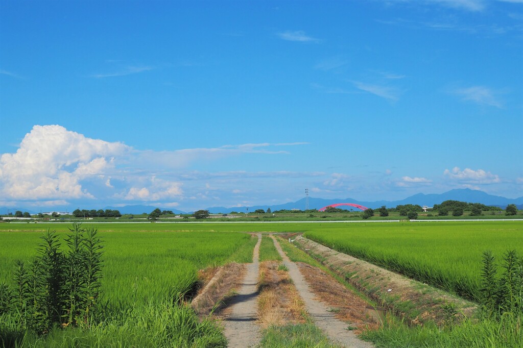 田舎の夏景