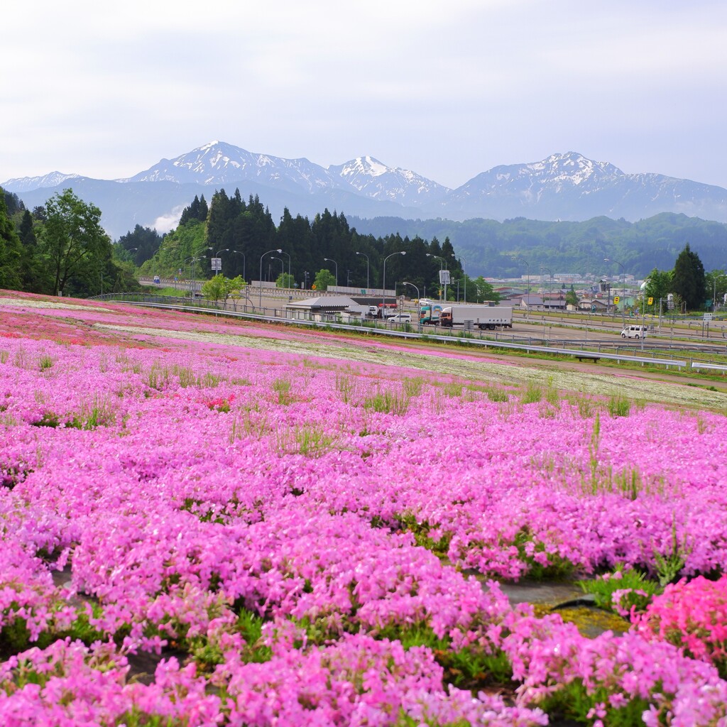 越後三山と芝桜