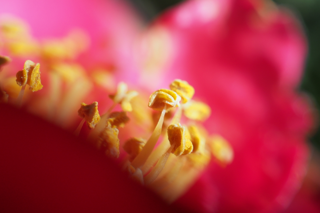 山茶花