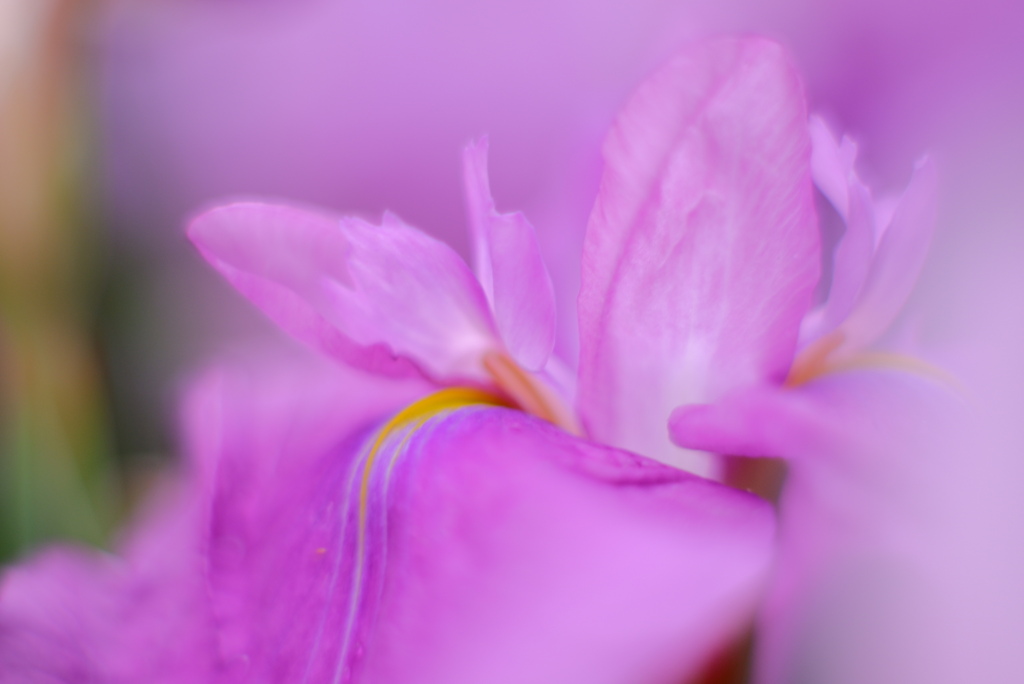 花菖蒲１