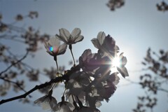 桜・・・