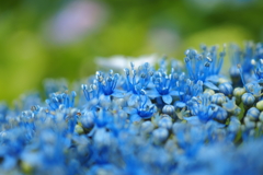 紫陽花３