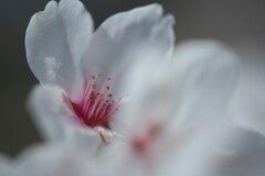 桜・・